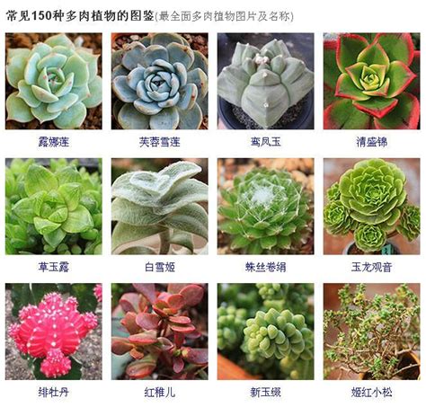 多肉名字|41 種人氣多肉植物名稱大集合！新手到資深植物迷的。